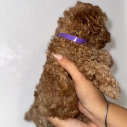 Poodle and Yorkshire Terrier Puppies from Cotton Furbabies