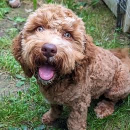Cash - Cockapoo