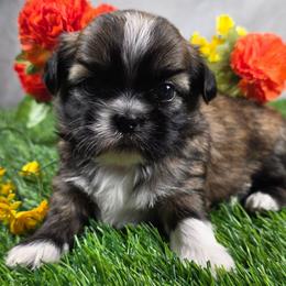 Sophia - Tricolor female Shih Tzu puppy in Brighton, Missouri from Morningstar's Shih Tzu