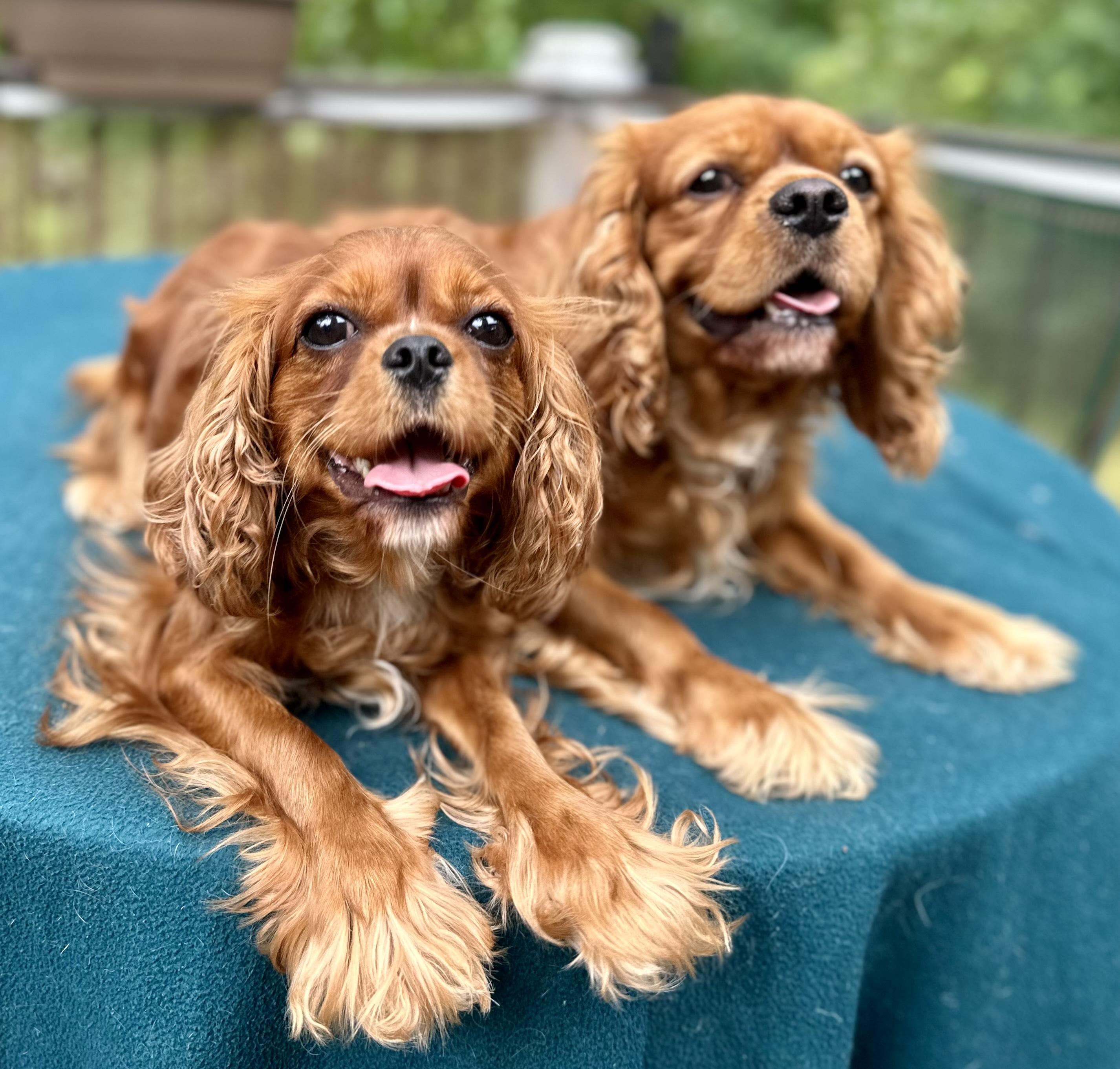 King’s Cross Noble Cavaliers in Tennessee Cavalier King Charles — free download