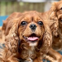 Cavalier King Charles Spaniels from King’s Cross Noble Cavaliers