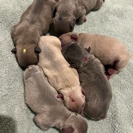 French Bulldogs from Julianne's Frenchies