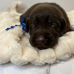 Blue collar chocolate male - Chocolate male Labrador Retriever puppy in Gainesville, Georgia from Rucker Retrievers