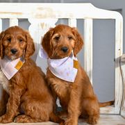 Aussiedoodle, Bernedoodle, Goldendoodle, and Irish Doodle Puppies from Sun Valley Goldendoodles
