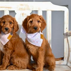 Aussiedoodle, Bernedoodle, Goldendoodle, and Irish Doodle Puppies from Sun Valley Goldendoodles