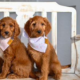 Aussiedoodle, Bernedoodle, Goldendoodle, and Irish Doodle Puppies from Sun Valley Goldendoodles