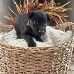 Anna - Black sable female Belgian Malinois puppy in Silsbee, Texas from Tactimal K9 Kennels