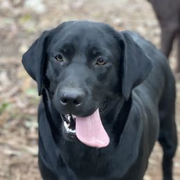 Sadie - Labrador Retriever