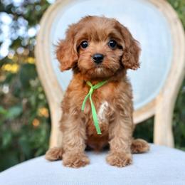 Pumpkin - Red male Cavapoo puppy in Queen Creek, Arizona from Dulcito Doodles