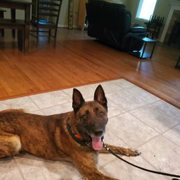 Xantos - Dutch Shepherd