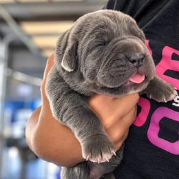 Gray - Gray female Cane Corso puppy in Trenton, Texas from Trained To Go Corso Kennels (T.T.G. Corso Kennels)