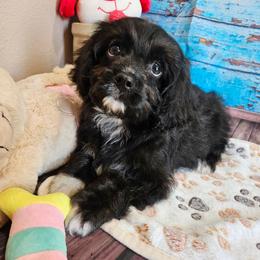 Jarrod - Black and white male Cavapoo puppy in Lebanon, Missouri from Leerose Puppies