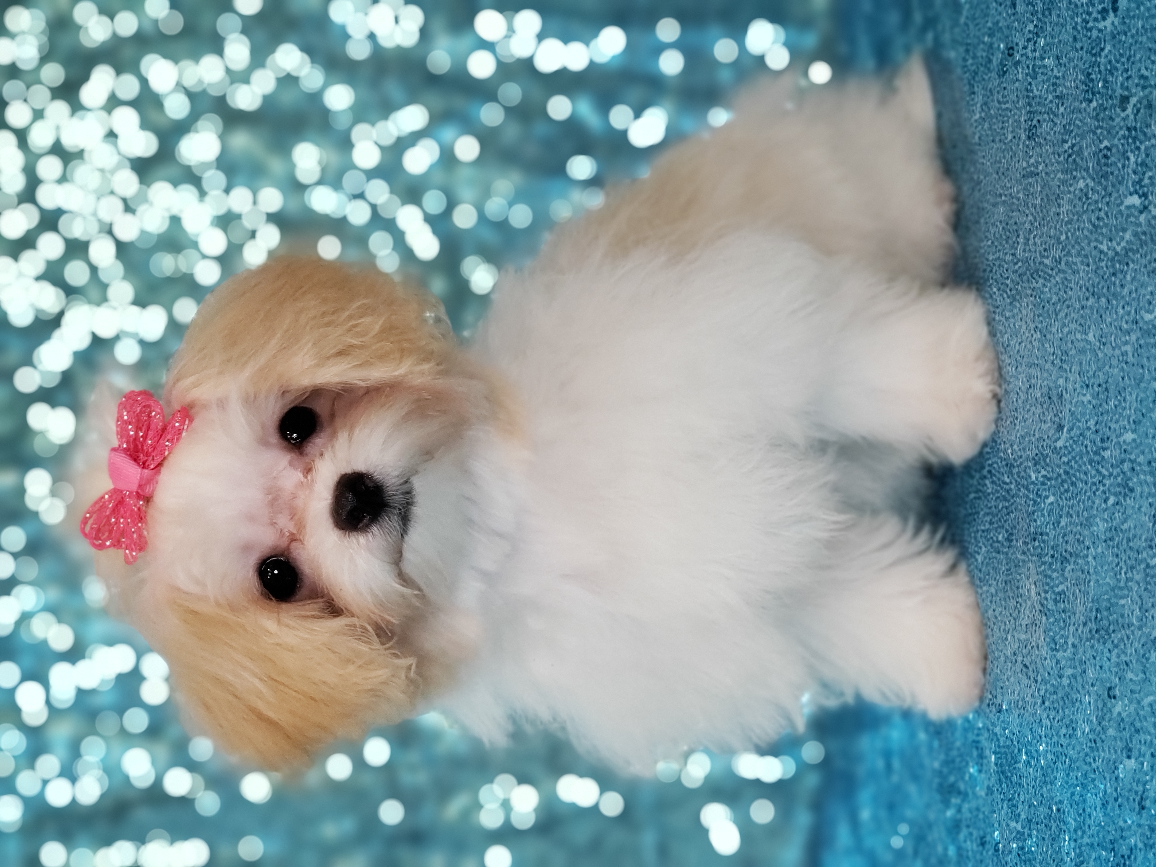 Girl 1 - female Maltipoo puppy in Mckinney, Texas from 5 Alarm LUA Dalmatians & Bling Tiny Doodles