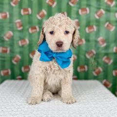 Touchdown - Turquoise collar - Cream male Goldendoodle puppy in The Woodlands, Texas from Golden Fields Doodles