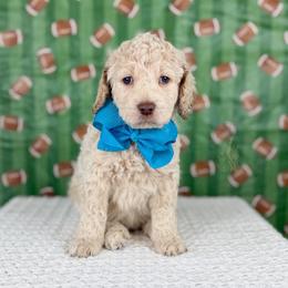 Touchdown - Turquoise collar - Cream male Goldendoodle puppy in The Woodlands, Texas from Golden Fields Doodles
