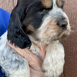 Rafiki - Tri-Roan female English Springer Spaniel puppy in Livingston, Montana from Yellowstone Springers