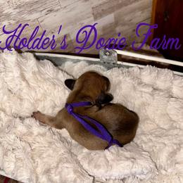 Sage - Cream female Dachshund puppy in Atwood, Oklahoma from Holder’s Doxie Farm