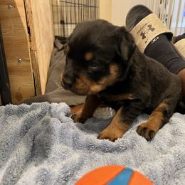 Blue - Black and rust female Rottweiler puppy in Oakland, Tennessee from House of Blu