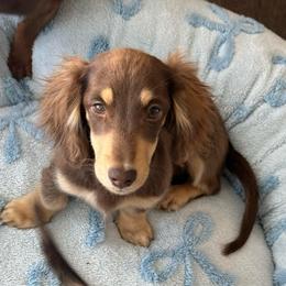 Dewey - Chocolate and cream male Dachshund puppy in Cave City, Kentucky from Mammoth Cave Dachshunds