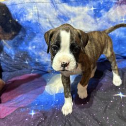 Yellow - Brindle female Boxer puppy in Evington, Virginia from Boxer Tails