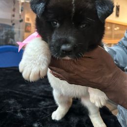 Pink - Black Akita puppy in Las Vegas, Nevada from Gloe Akita's
