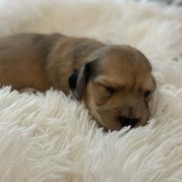 Bear - Dapple male Dachshund puppy in Goodyear, Arizona from D&C Royal Dachshunds LLC
