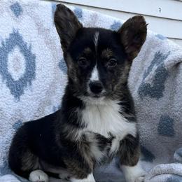 Abby - Black and tan female American Corgi puppy in Washington, Arkansas from Foxy Knoll Farm