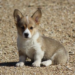 American Corgi, French Bulldog, and Pembroke Welsh Corgi Puppies from Moonstone Corgis & Frenchies