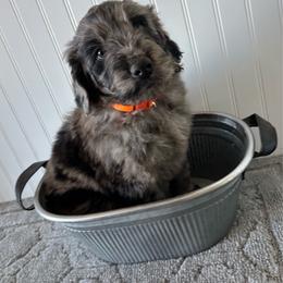 Dracula - male Golden Mountain Doodle puppy in Calhan, Colorado from Snowy Goldens LLC