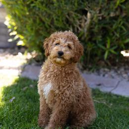 Georgia - Apricot female Poodle puppy in Peoria, Arizona from Savana williams