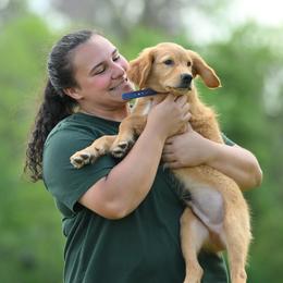 Golden Retriever Puppies from Revival Retrievers