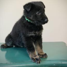 Green - Bi-color female German Shepherd puppy in Pendleton, South Carolina from DogSmith Purebreds