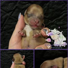 Black - Chocolate and tan male Pomeranian puppy in Terre Haute, Indiana from Divine Inspired Poms