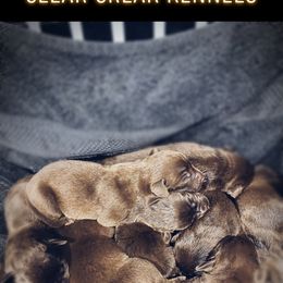 Dilute Retriever and Labrador Retriever Puppies from Clear Creek Kennels