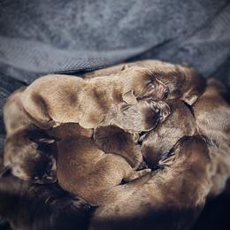 Dilute Retriever and Labrador Retriever Puppies from Clear Creek Kennels