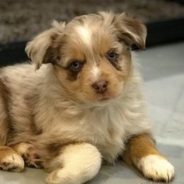 Australian Shepherds, Miniature American Shepherds, Miniature Australian Shepherds, and Toy Australian Shepherds from Wigglebutts Unlimited