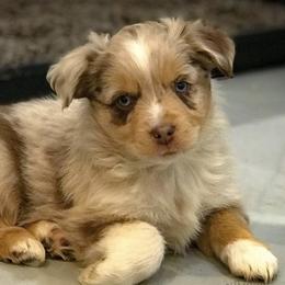 Australian Shepherds, Miniature American Shepherds, Miniature Australian Shepherds, and Toy Australian Shepherds from Wigglebutts Unlimited