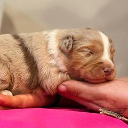 Darla - Red merle female Miniature Australian Shepherd puppy in North Lakeport, California from Wild Rose Ranch