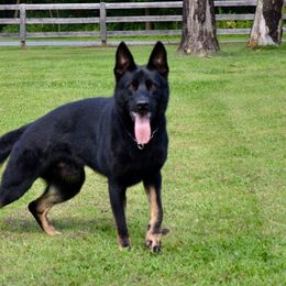 Zajax - German Shepherd