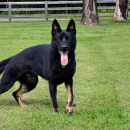 Zajax - German Shepherd