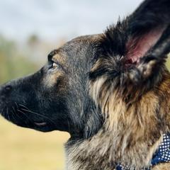 German Shepherds from Fox Tribe K9