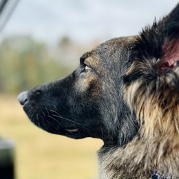 German Shepherds from Fox Tribe K9