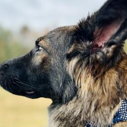 German Shepherds from Fox Tribe K9