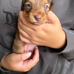 Cheese - Red male Dachshund puppy in Artesia, California from Woodie Weens