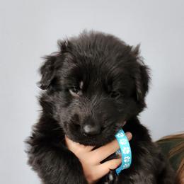 Elliott - Black male German Shepherd puppy in White Cloud, Michigan from Von WestLynn German Shepherds