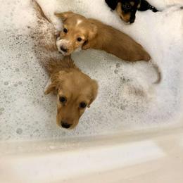 Basset Hound and Dachshund Puppies from V's Southern Angels
