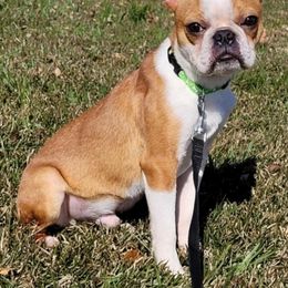 Flint - Boston Terrier