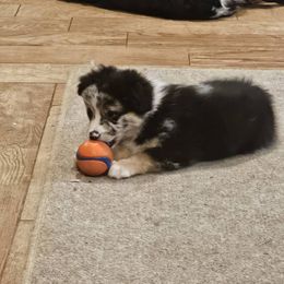Galaxy - Blue merle female Miniature American Shepherd puppy in New Providence, Pennsylvania from Tons of Kisses