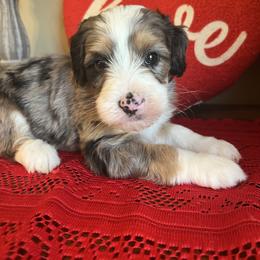 Boy 4 - Merle male Bernedoodle puppy in Perryville, Maryland from Heavenly Heritage Dachshunds and Doods