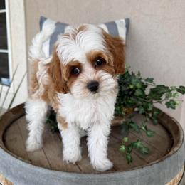 Freddie - Blenheim male Cavapoo puppy in South Jordan, Utah from Simply Sweet Paws. LLC